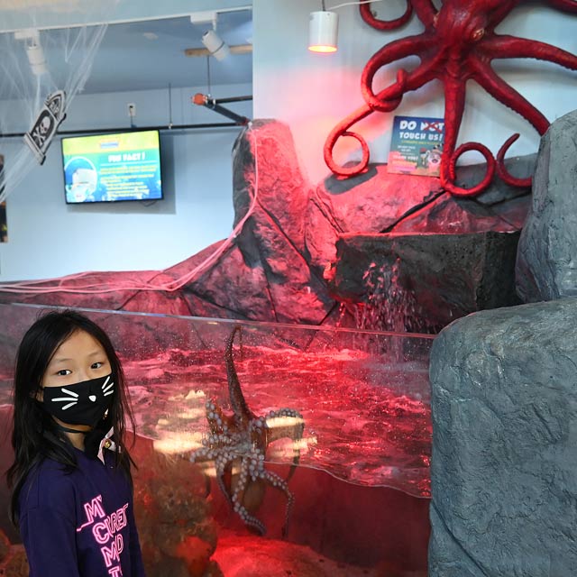 タコが水槽からはいだしてくる